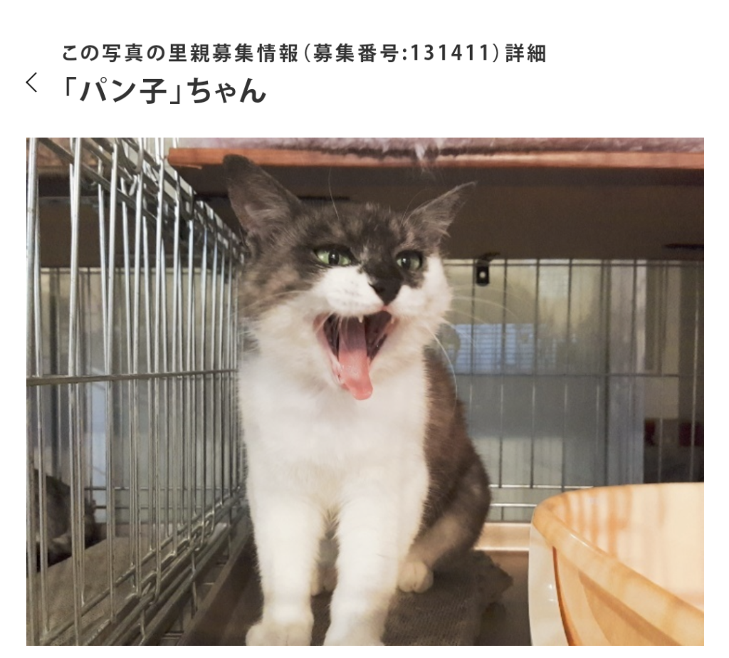 子猫のぱんこ